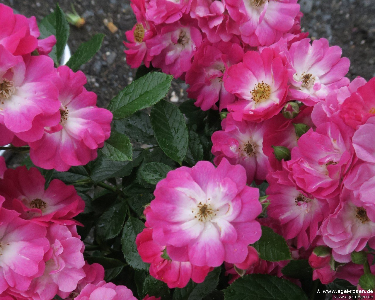 Rose ‘Bertram‘ (wurzelnackte Rose)