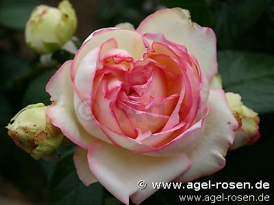Rose ‘Biedermeier‘ (Halbstamm (~65cm), wurzelnackt)