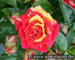 Chili Clementine kaufen, clicken für mehr Details Chili Clementine