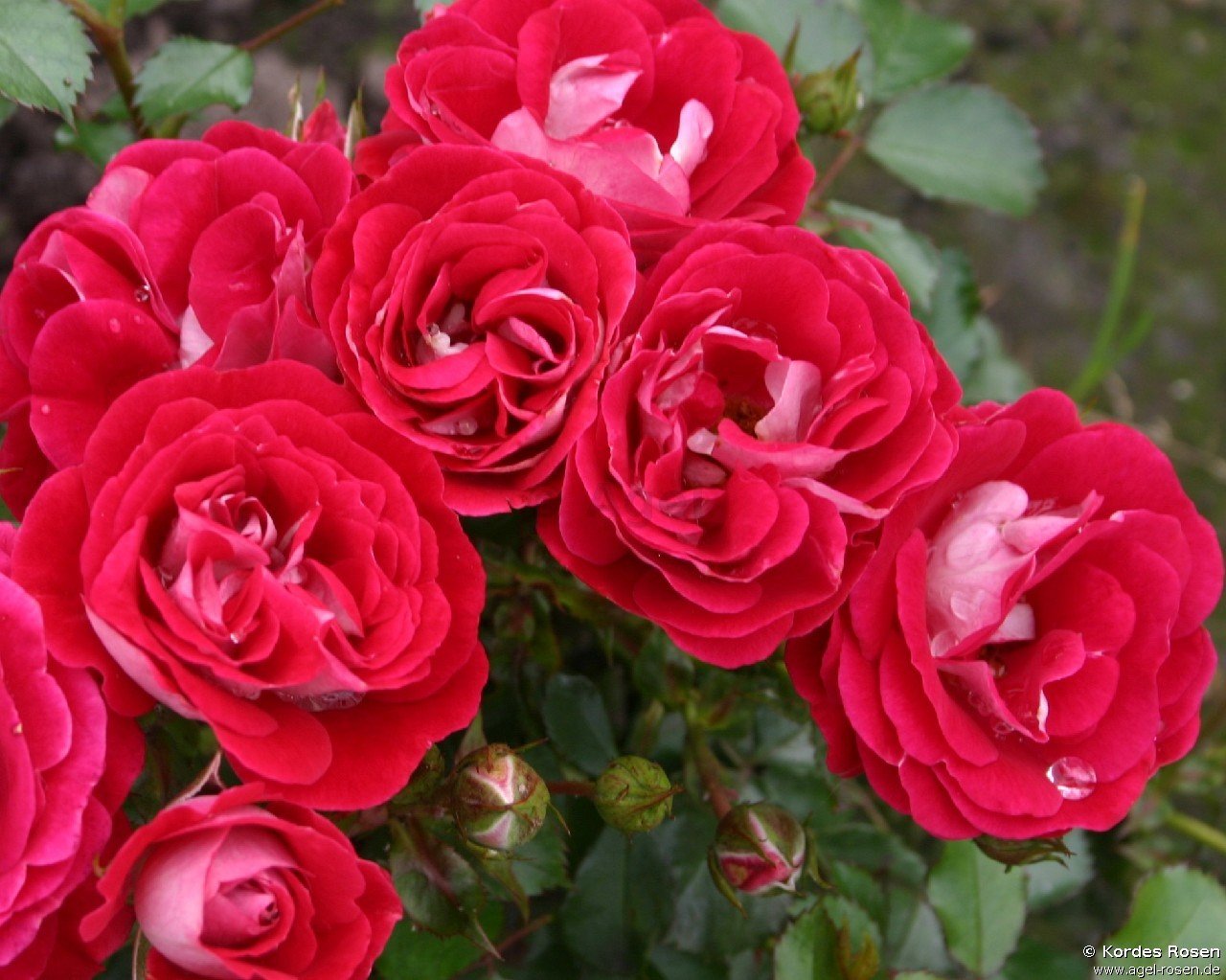 Rose ‘Corazon‘ (wurzelnackte Rose)