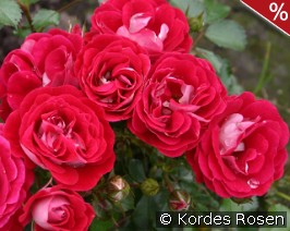Corazon