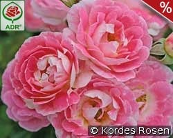 Flirt 2011 kaufen, clicken für mehr Details Flirt 2011