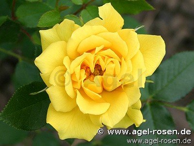 Rose ‘Gold Symphonie‘ (3-Liter Topf)