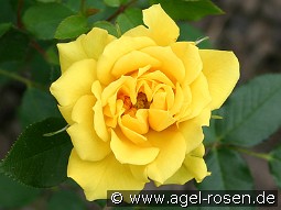 Gold Symphonie