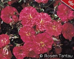 Hobby kaufen, clicken für mehr Details Hobby