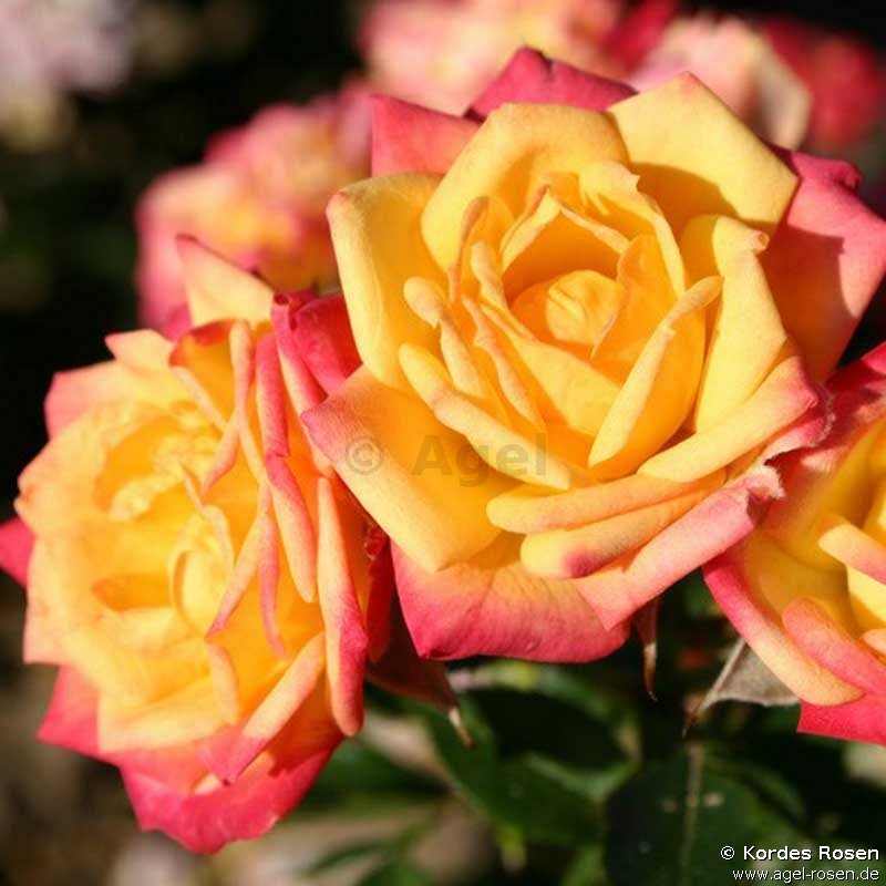 Rose ‘Little Sunset‘ (wurzelnackte Rose)
