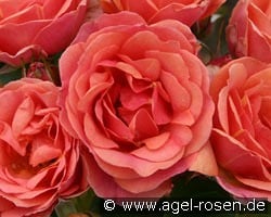 Mandarin 2016 kaufen, clicken für mehr Details Mandarin 2016