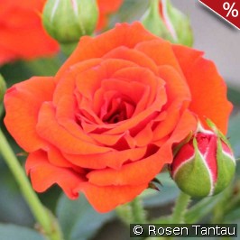 Orange Babyflor