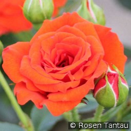 Orange Babyflor