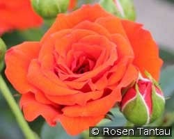 Orange Babyflor