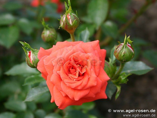 Rose ‘Orange Juwel‘ (wurzelnackte Rose)