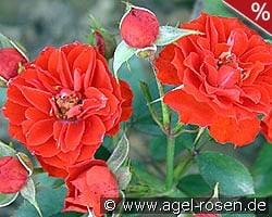 Orange Meillandina kaufen, clicken für mehr Details Orange Meillandina