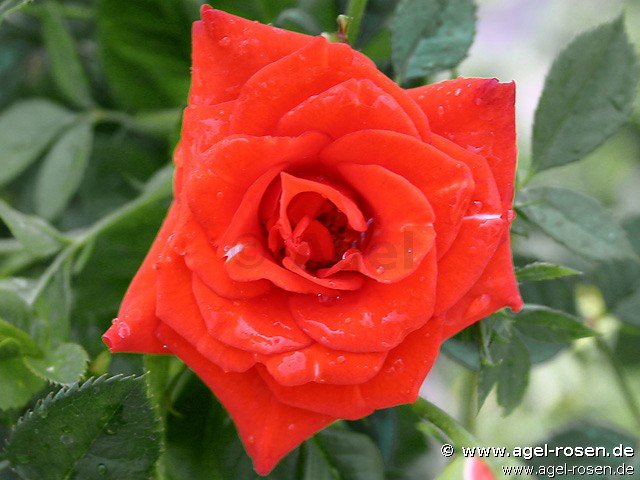 Rose ‘Orange Symphonie‘ (3-Liter Topf)