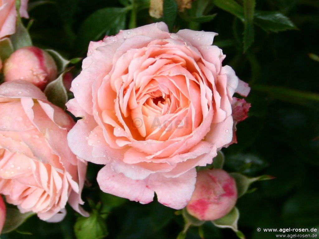 Rose ‘Peach Clementine‘ (wurzelnackte Rose)