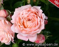 Peach Clementine kaufen, clicken für mehr Details Peach Clementine