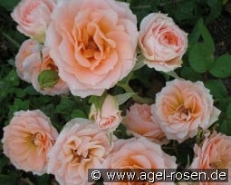 Peach Meillandina kaufen, clicken für mehr Details Peach Meillandina