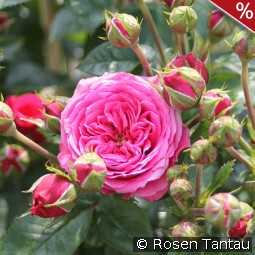Pink Babyflor