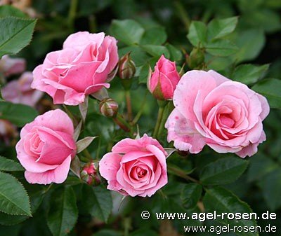 Rose ‘Pink Symphonie‘ (3-Liter Topf)