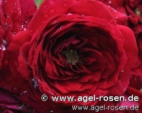 Rose ‘Roter Zwerg‘ (wurzelnackte Rose)