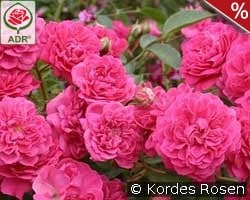 Roxy kaufen, clicken für mehr Details Roxy