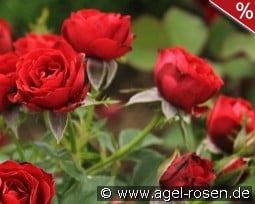 Scarlet Hit kaufen, clicken für mehr Details Scarlet Hit