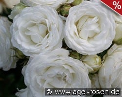 Schneeküsschen 2016 kaufen, clicken für mehr Details Schneeküsschen 2016