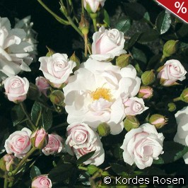 Schneeküsschen