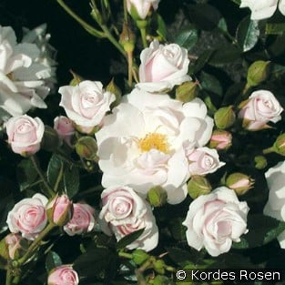 Schneeküsschen