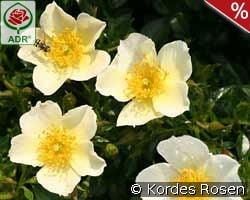 Sonnenröschen kaufen, clicken für mehr Details Sonnenröschen