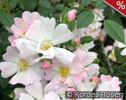 Sternenhimmel kaufen, clicken für mehr Details Sternenhimmel