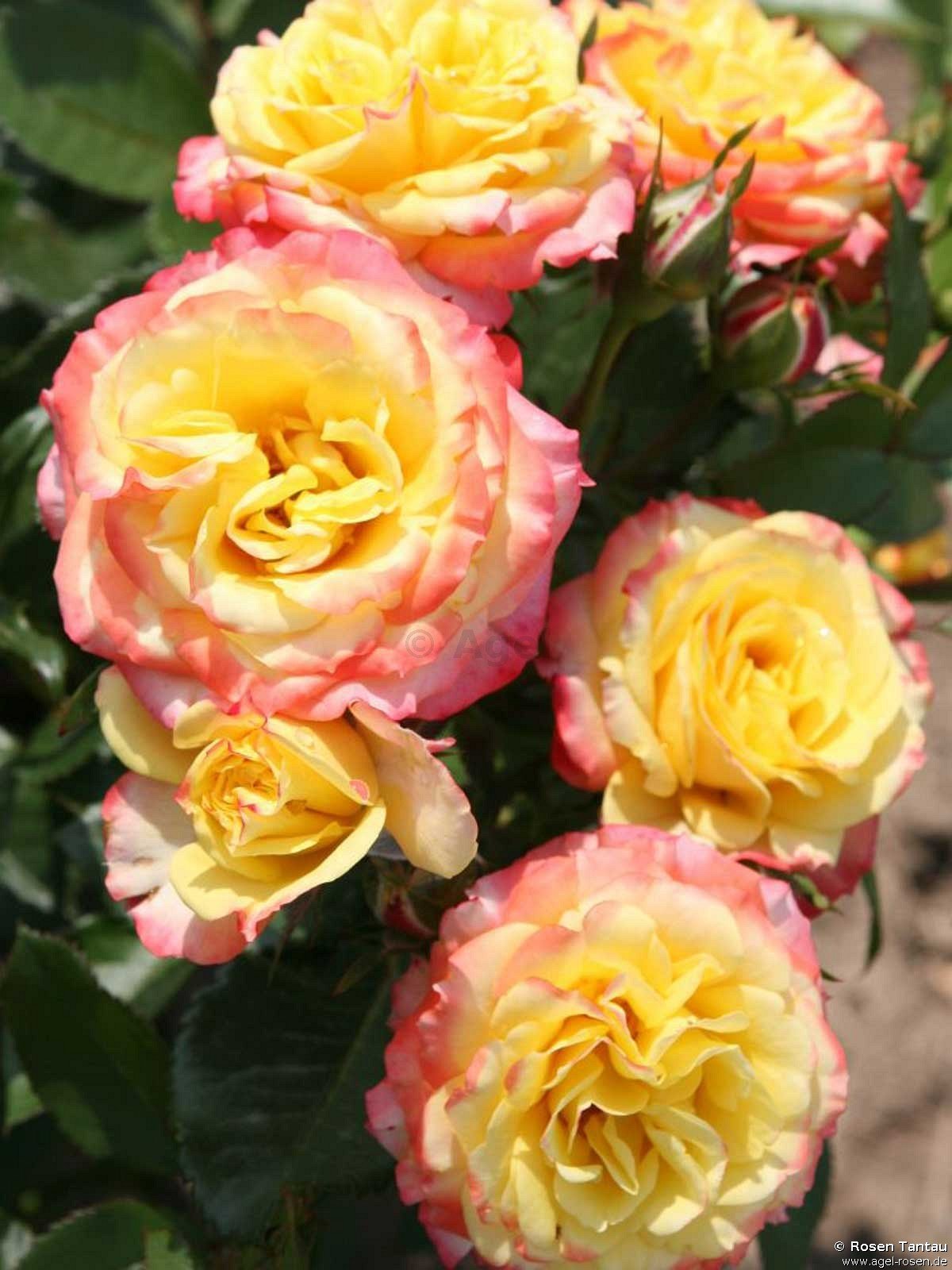 Rose ‘Tropical Clementine‘ (wurzelnackte Rose)