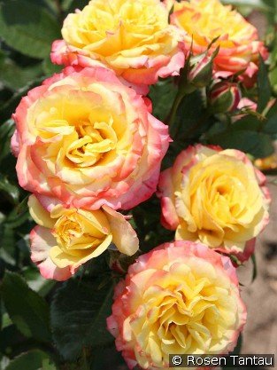 Tropical Clementine