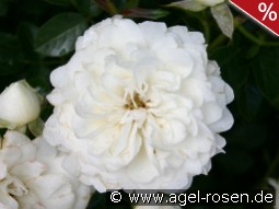 White Babyflor