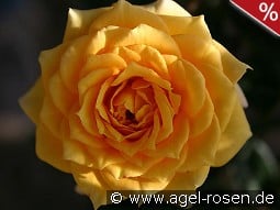 Yellow Clementine
