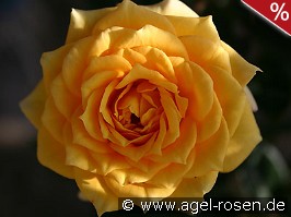 Yellow Clementine