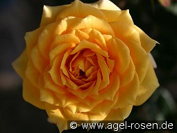 Yellow Clementine