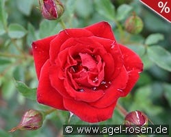 Zwergkönig 78 kaufen, clicken für mehr Details Zwergkönig 78