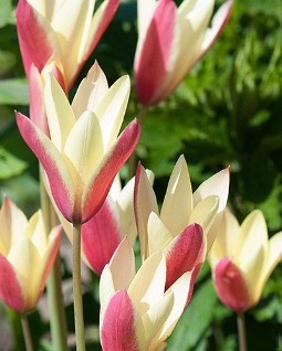 clusiana Cynthia