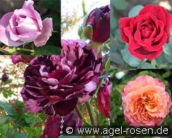 Duftrosensortiment 1 kaufen, clicken für mehr Details Duftrosensortiment 1