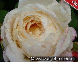 Cream Budd kaufen, click for more details Cream Budd