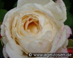 Cream Budd kaufen, click for more details Cream Budd