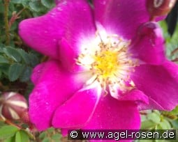 William III kaufen, click for more details William III