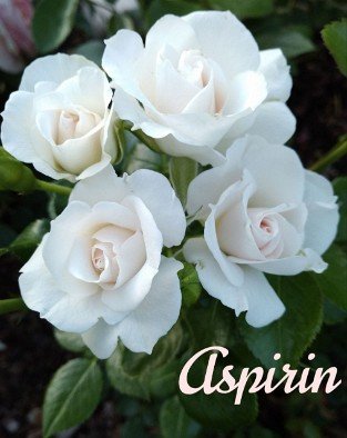 Aspirin Rose