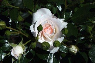 Aspirin Rose