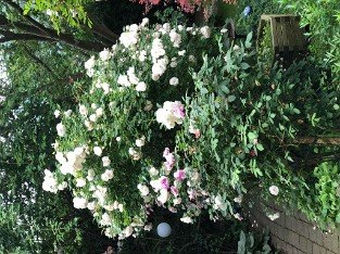 Aspirin Rose