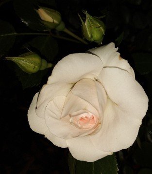 Aspirin Rose