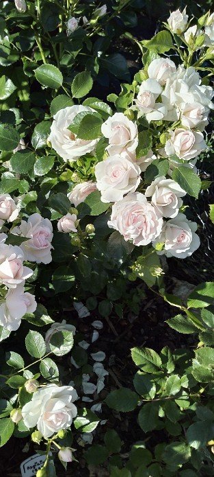 Aspirin Rose