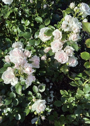 Aspirin Rose