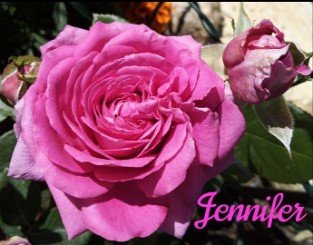Claire Marshall syn. Jennifer Rose