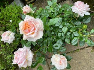 Garden of Roses syn. Cream Flower Circus